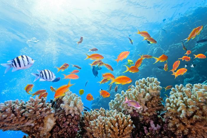 Sunscreen damaging coral reef